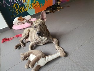 Elvis - Thai Ridgeback Dog