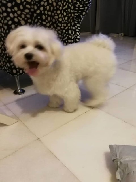 Renee - Maltese Dog