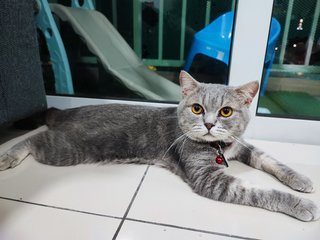 Debab - British Shorthair + Persian Cat