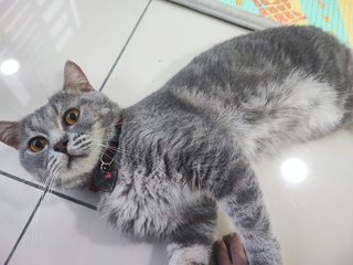 Debab - British Shorthair + Persian Cat