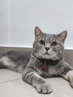 Debab - British Shorthair + Persian Cat