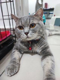 Debab - British Shorthair + Persian Cat