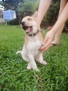 Twogie (white with brown patches, female)