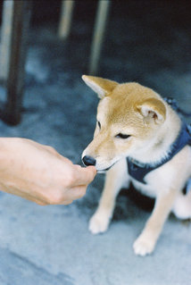 Hachi - Shiba Inu Dog