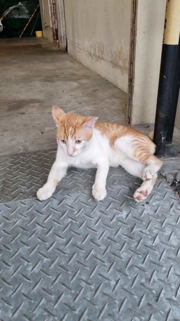 Ginger Male - Domestic Short Hair Cat