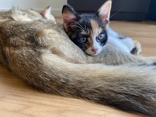 Honey - Domestic Medium Hair Cat