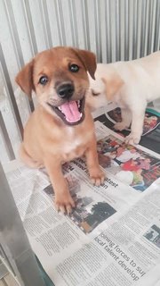 Sugar &amp; Coco - Mixed Breed Dog