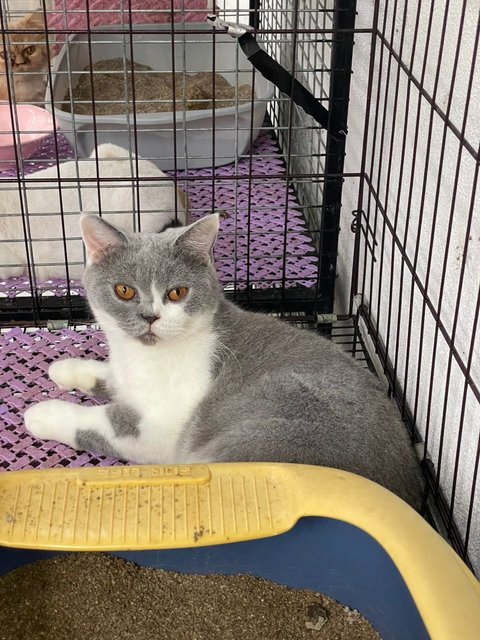 Bonbon - British Shorthair Cat