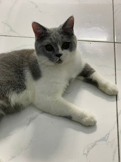 Bonbon - British Shorthair Cat