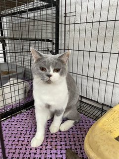 Bonbon - British Shorthair Cat