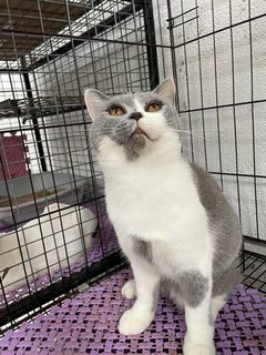 Bonbon - British Shorthair Cat