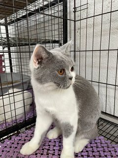 Bonbon - British Shorthair Cat