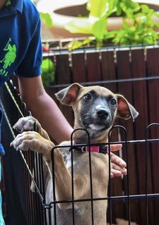 Mooncake - Mixed Breed Dog