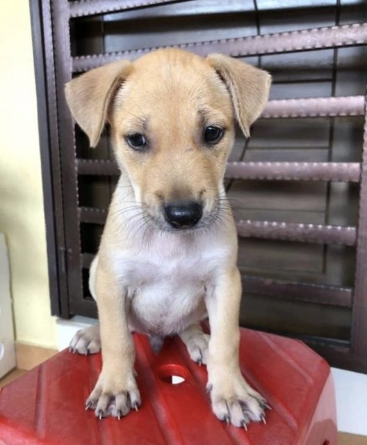 Brownie - Mixed Breed Dog