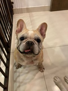 Ruby - French Bulldog Dog