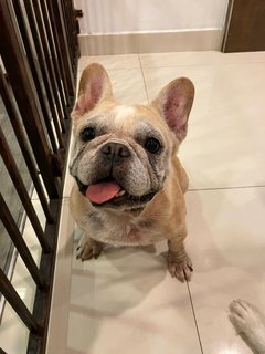 Ruby - French Bulldog Dog