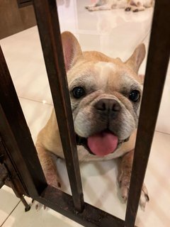 Ruby - French Bulldog Dog