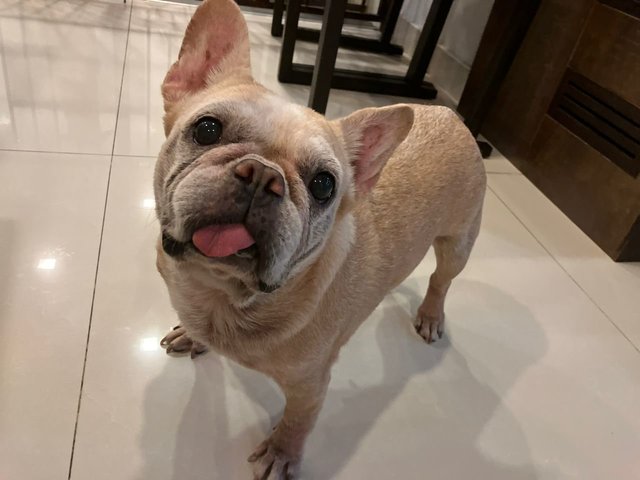 Ruby - French Bulldog Dog