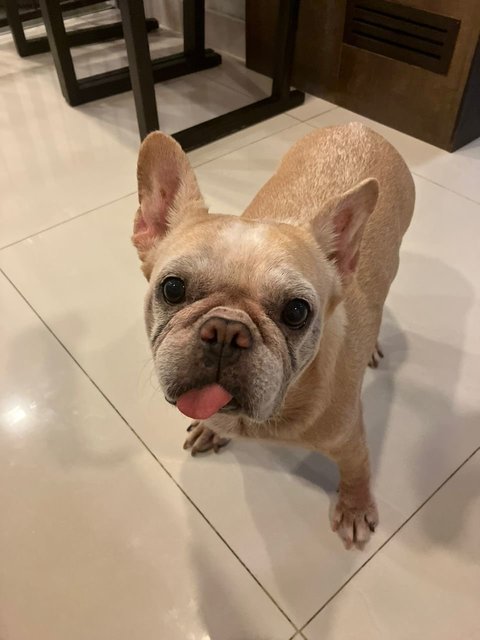 Ruby - French Bulldog Dog