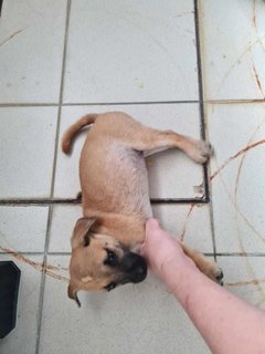 Coffee (Mh) - Belgian Shepherd Malinois Mix Dog