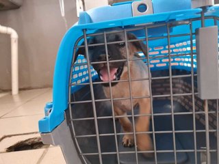 Coffee (Mh) - Belgian Shepherd Malinois Mix Dog