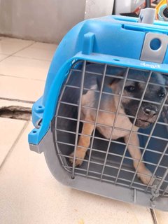 Coffee (Mh) - Belgian Shepherd Malinois Mix Dog