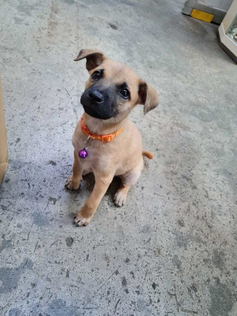 Coffee (Mh) - Belgian Shepherd Malinois Mix Dog