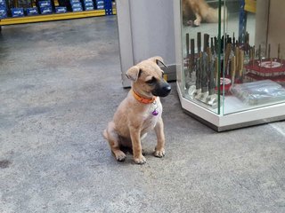 Coffee (Mh) - Belgian Shepherd Malinois Mix Dog