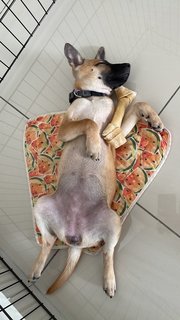 Coffee (Mh) - Belgian Shepherd Malinois Mix Dog