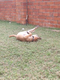Coffee (Mh) - Belgian Shepherd Malinois Mix Dog