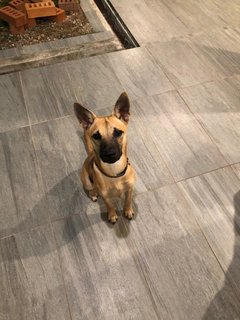 Coffee (Mh) - Belgian Shepherd Malinois Mix Dog