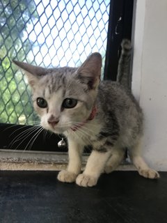 Venus, Moon, Star, Pickle - Domestic Short Hair Cat