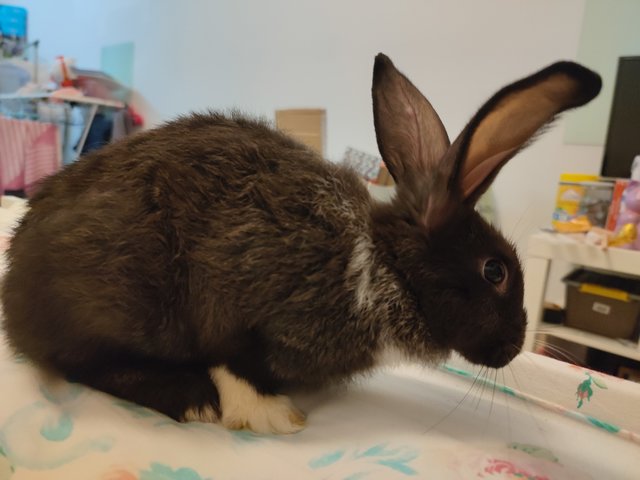 Goma - Lionhead + Angora Rabbit Rabbit