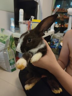 Goma - Lionhead + Angora Rabbit Rabbit