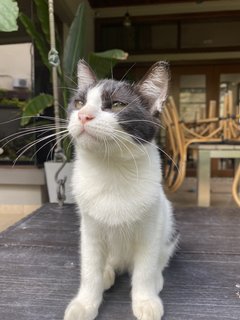 Soko  - Domestic Medium Hair Cat