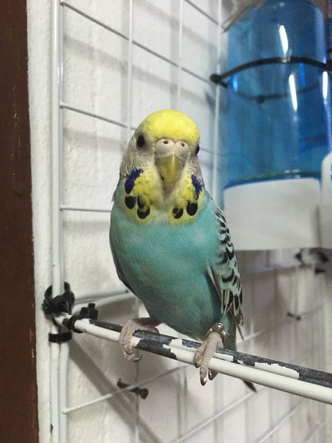 Chicky - Budgie/Budgerigar Bird