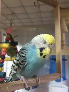 Chicky - Budgie/Budgerigar Bird