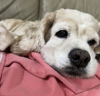 Ace - Cocker Spaniel Dog