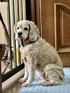 Ace - Cocker Spaniel Dog