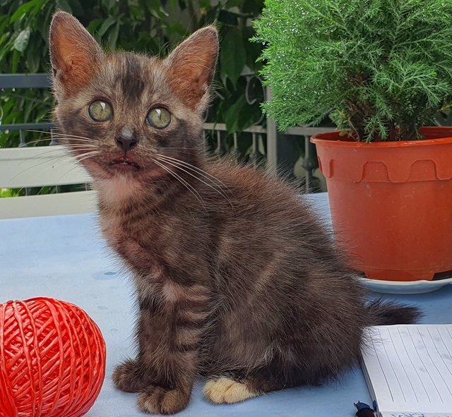 Smokey - Domestic Medium Hair Cat