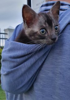 Smokey - Domestic Medium Hair Cat