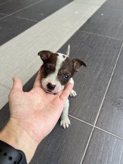 Puppy 43 - Mixed Breed Dog