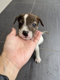 Puppy 43 - Mixed Breed Dog