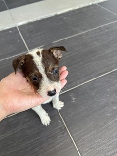 Puppy 43 - Mixed Breed Dog