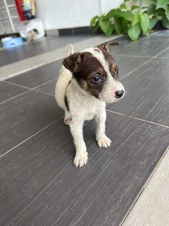 Puppy 43 - Mixed Breed Dog