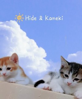 Kaneki Ken - British Shorthair + Calico Cat