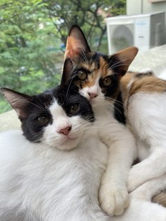 Soko &amp; Tok  - Domestic Medium Hair Cat