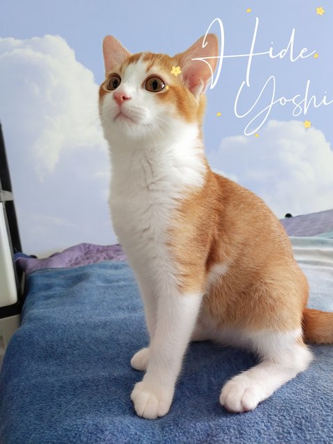 Hideyoshi Nagachika - British Shorthair + Calico Cat