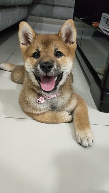 Lixon Happy - Shiba Inu Dog