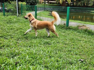 Butter - Mixed Breed Dog